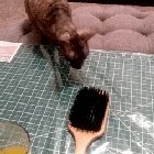 [Εικονίδιο]