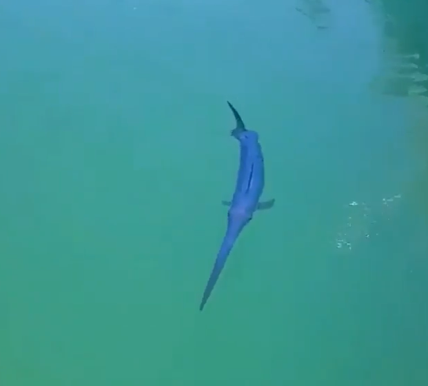 [Εικονίδιο]